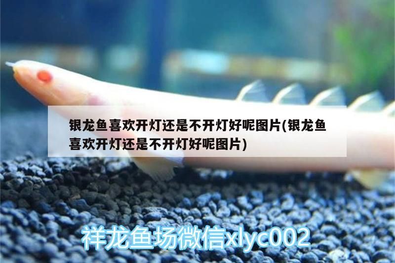 銀龍魚喜歡開燈還是不開燈好呢圖片(銀龍魚喜歡開燈還是不開燈好呢圖片)