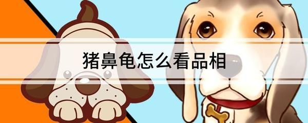 豬鼻龜的品相有哪些：豬鼻龜怎么養，豬鼻龜的飼養方式 豬鼻龜的品相有哪些：豬鼻龜怎么養，豬鼻龜的飼養方式 豬鼻龜百科 第5張