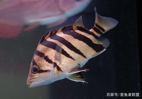 虎魚紋路保護色變化，虎魚的紋路保護色在自然選擇過程中發揮了重要作用