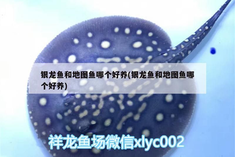 銀龍魚和地圖魚哪個好養(銀龍魚和地圖魚哪個好養) 銀龍魚和地圖魚哪個好養(銀龍魚和地圖魚哪個好養) 銀龍魚百科 第2張