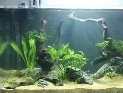 魚缸著名品牌排名，2024年水族箱·魚缸十大品牌排行榜 魚缸著名品牌排名，2024年水族箱·魚缸十大品牌排行榜 魚缸百科 第7張