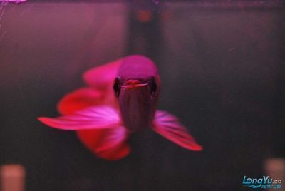 印尼紅龍魚產地是哪里的魚：印尼紅龍魚在印尼的具體產地