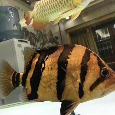 虎魚眼睛有白點怎么回事一年了：虎魚眼睛出現白點怎么回事一年了