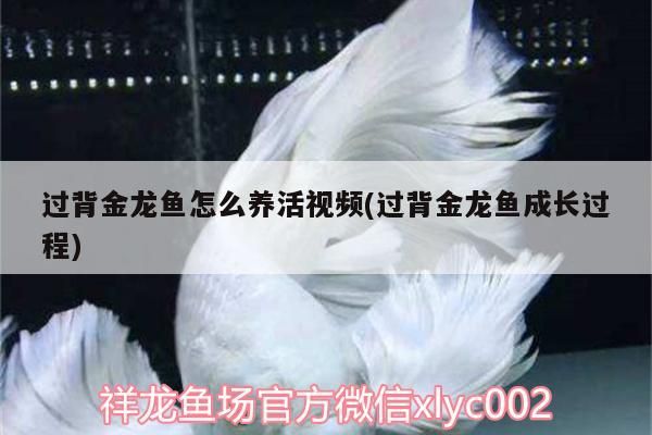 過背金龍魚怎么養(yǎng)活視頻(過背金龍魚成長過程) 過背金龍魚怎么養(yǎng)活視頻(過背金龍魚成長過程) 金龍魚百科 第3張