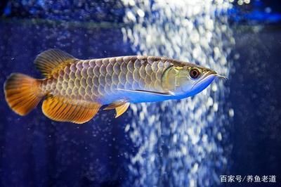 魟魚換水應注意什么事項：養魟魚換水應注意什么事項