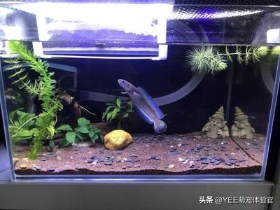 雷龍魚用多大魚缸養好，關于雷龍魚飼養的一些問題 雷龍魚用多大魚缸養好，關于雷龍魚飼養的一些問題 魚缸百科 第1張
