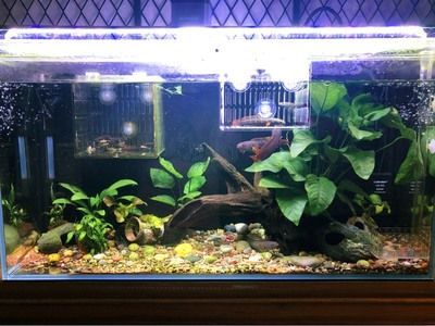 雷龍魚用多大魚缸養好，關于雷龍魚飼養的一些問題 雷龍魚用多大魚缸養好，關于雷龍魚飼養的一些問題 魚缸百科 第4張