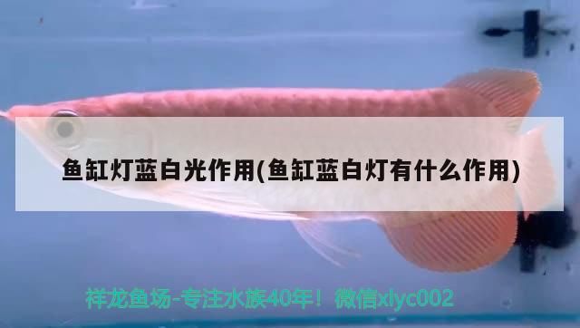 魚(yú)缸燈藍(lán)白光作用(魚(yú)缸藍(lán)白燈有什么作用)