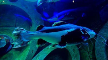 水族館有哪些魚的名字叫什么(水族館中的魚類) 水族館百科(水族館加盟) 第6張 水族館有哪些魚的名字叫什么(水族館中的魚類) 水族館有哪些魚的名字叫什么(水族館中的魚類) 水族館百科(水族館加盟) 第6張