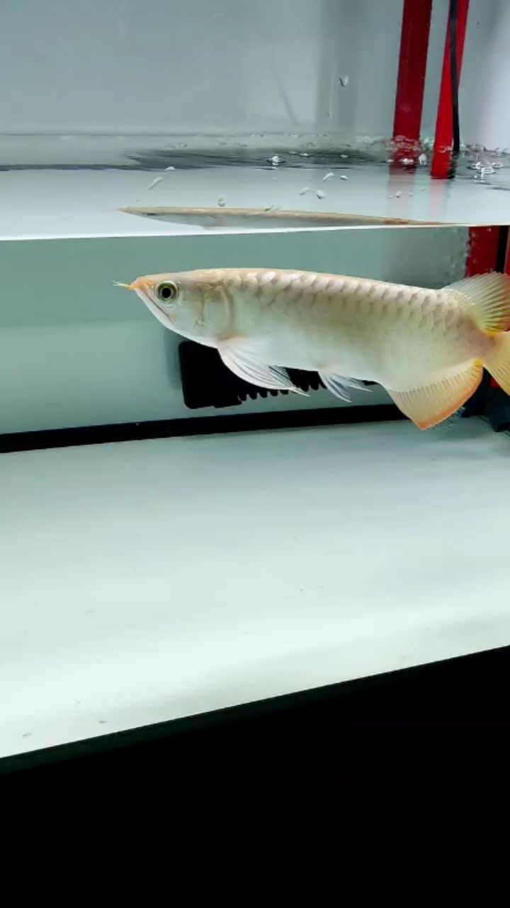 漢霸魚缸售后服務電話地址(漢霸魚缸廠家聯系方式) 豬鼻龜百科 第2張 漢霸魚缸售后服務電話地址(漢霸魚缸廠家聯系方式) 漢霸魚缸售后服務電話地址(漢霸魚缸廠家聯系方式) 豬鼻龜百科 第2張