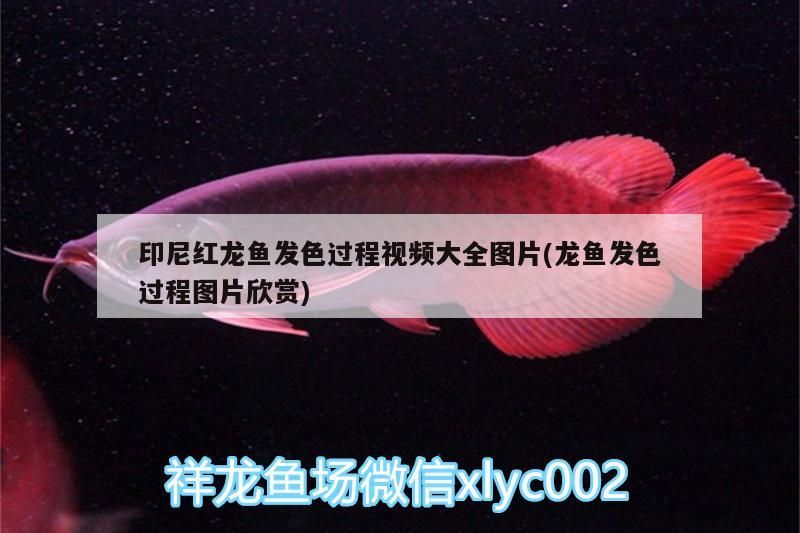 印尼紅龍魚發色過程視頻大全圖片(龍魚發色過程圖片欣賞)