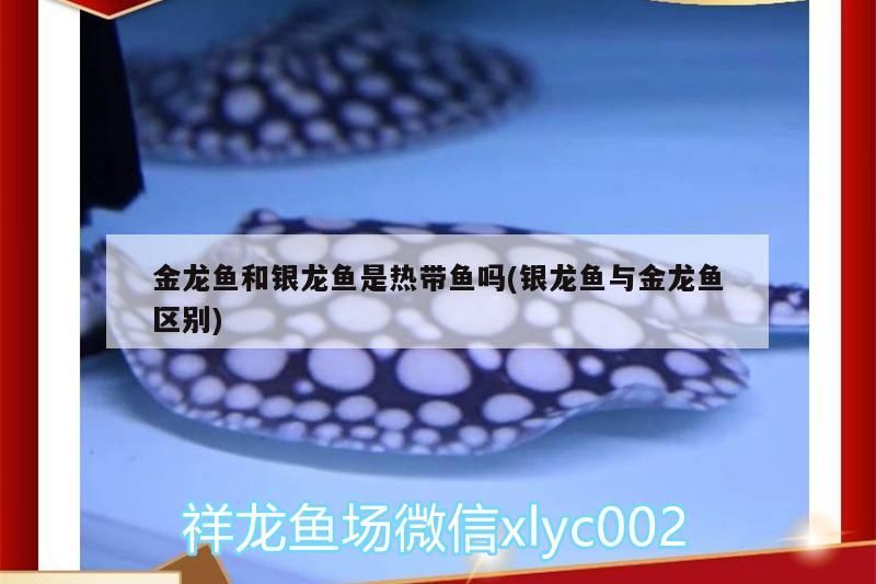 金龍魚和銀龍魚是熱帶魚嗎(銀龍魚與金龍魚區(qū)別)