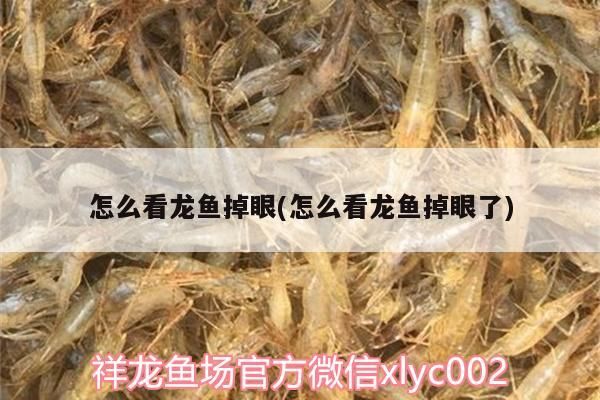 怎么看龍魚掉眼(怎么看龍魚掉眼了) 怎么看龍魚掉眼(怎么看龍魚掉眼了) 魟魚百科 第3張