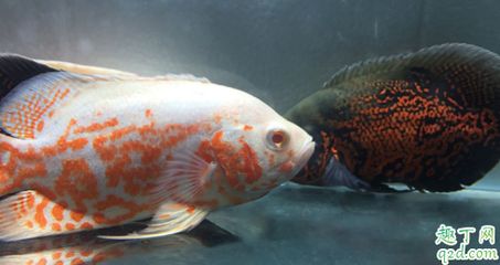 魚躍龍門化神獸，東方傳說中水靈瑞獸的奇幻溯源，魚躍龍門，東方水靈瑞獸的奇幻傳說與神化溯源