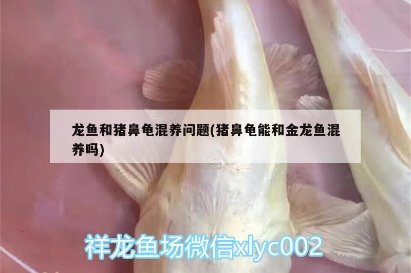 龍魚和豬鼻龜混養(yǎng)問題(豬鼻龜能和金龍魚混養(yǎng)嗎) 龍魚和豬鼻龜混養(yǎng)問題(豬鼻龜能和金龍魚混養(yǎng)嗎) 豬鼻龜百科 第2張