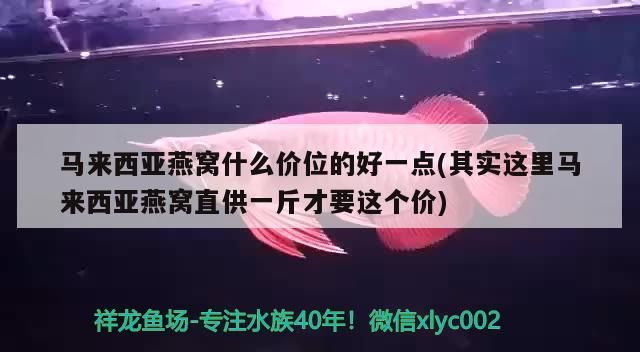 臨沂魚缸批發市場電話號碼查詢地址（ 臨沂魚缸批發市場電話號碼查詢地址是多少）