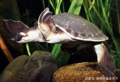 豬鼻龜是哪的：豬鼻龜是兩爪鱉科下兩爪鱉科下兩爪鱉屬的唯一一種