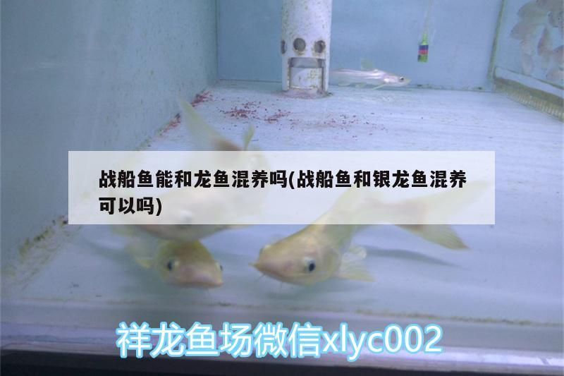 戰(zhàn)船魚(yú)能和龍魚(yú)混養(yǎng)嗎(戰(zhàn)船魚(yú)和銀龍魚(yú)混養(yǎng)可以嗎)