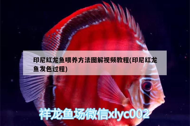 印尼紅龍魚喂養方法圖解視頻教程(印尼紅龍魚發色過程) 印尼紅龍魚喂養方法圖解視頻教程(印尼紅龍魚發色過程) 紅龍魚百科 第3張