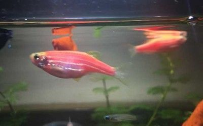 元寶鳳凰魚蛋白質(zhì)來源：元寶鳳凰魚的蛋白質(zhì)來源
