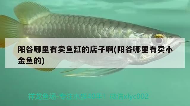 陽谷哪里有賣魚缸的店子啊(陽谷哪里有賣小金魚的) 黃金貓魚百科 第3張 陽谷哪里有賣魚缸的店子啊(陽谷哪里有賣小金魚的) 陽谷哪里有賣魚缸的店子啊(陽谷哪里有賣小金魚的) 黃金貓魚百科 第3張