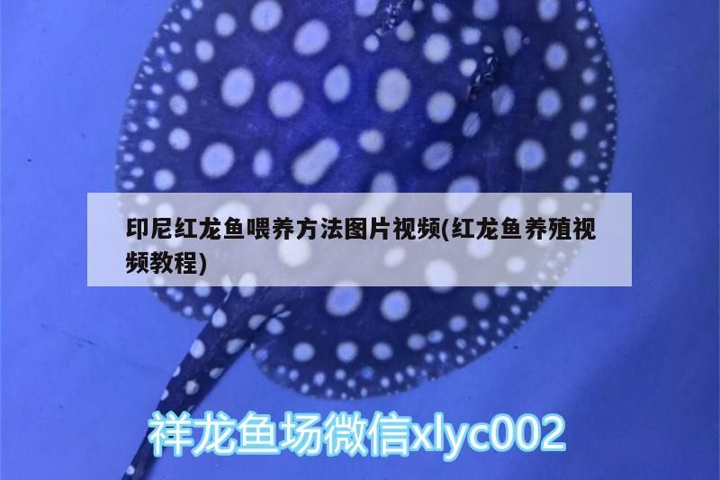 印尼紅龍魚(yú)喂養(yǎng)方法圖片視頻(紅龍魚(yú)養(yǎng)殖視頻教程) 紅龍魚(yú)百科 第3張 印尼紅龍魚(yú)喂養(yǎng)方法圖片視頻(紅龍魚(yú)養(yǎng)殖視頻教程) 印尼紅龍魚(yú)喂養(yǎng)方法圖片視頻(紅龍魚(yú)養(yǎng)殖視頻教程) 紅龍魚(yú)百科 第3張