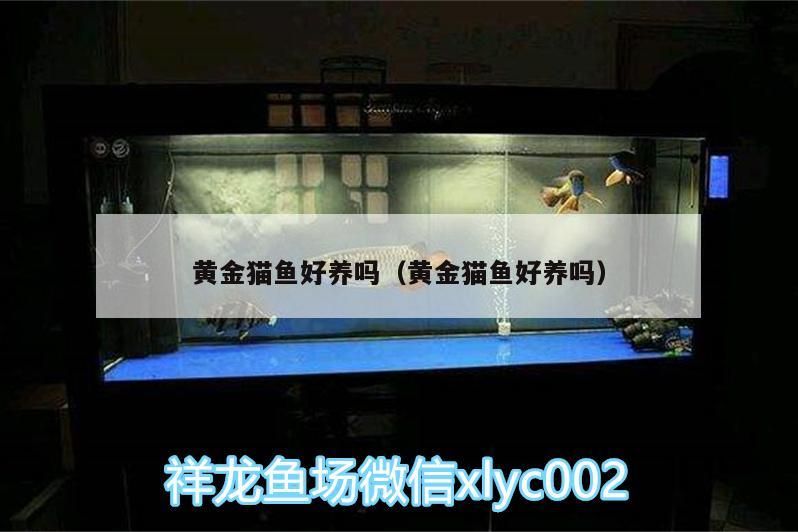 黃金貓魚好養嗎（黃金貓魚好養嗎） 黃金貓魚好養嗎（黃金貓魚好養嗎） 黃金貓魚百科 第4張