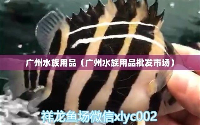水族館批發(fā)市場(chǎng)（南寧水族批發(fā)市場(chǎng)）