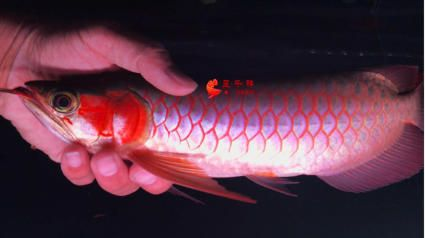 正紅眼白子魟魚特點：正紅眼白子魟魚是一種特殊的觀賞魚品種 正紅眼白子魟魚特點：正紅眼白子魟魚是一種特殊的觀賞魚品種 魟魚百科 第3張