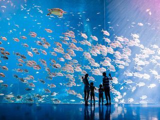 水族館游玩作文700(水族館游玩體驗不被洋流所帶走人稱敘述了作者在水族館的神奇經歷)