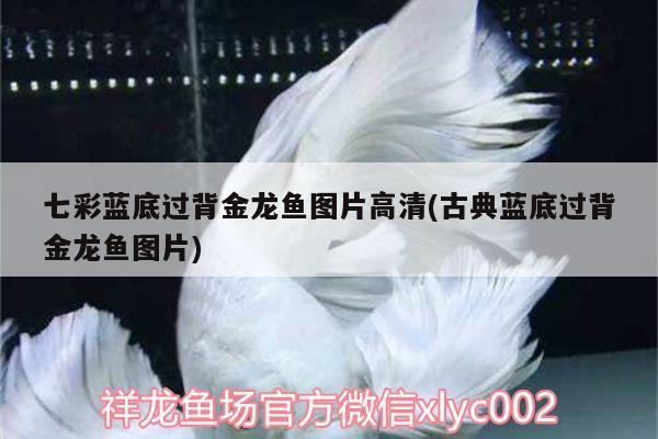 七彩藍(lán)底過背金龍魚圖片高清(古典藍(lán)底過背金龍魚圖片)