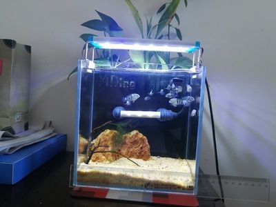 魚缸 不換水，如何自制魚缸過濾系統