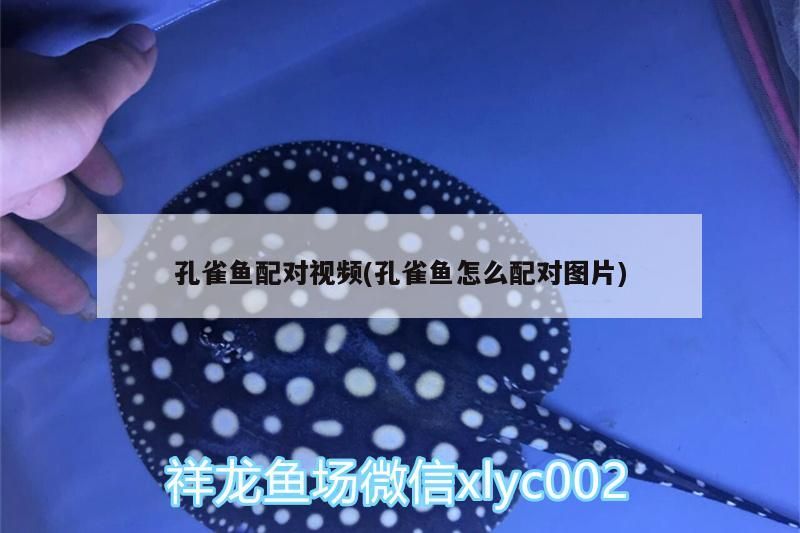 孔雀魚配對視頻(孔雀魚怎么配對圖片) 錦鯉魚百科 第3張 孔雀魚配對視頻(孔雀魚怎么配對圖片) 孔雀魚配對視頻(孔雀魚怎么配對圖片) 錦鯉魚百科 第3張