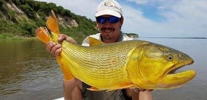 如何判斷黃金河虎魚發情,如何判斷黃金河虎魚發情?