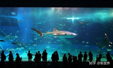 水族館專家如何指導繁殖（水族館專家在指導金龍魚繁殖過程中的關鍵環節）