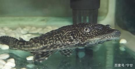 水族館專家如何指導繁殖（水族館專家在指導金龍魚繁殖過程中的關鍵環節）
