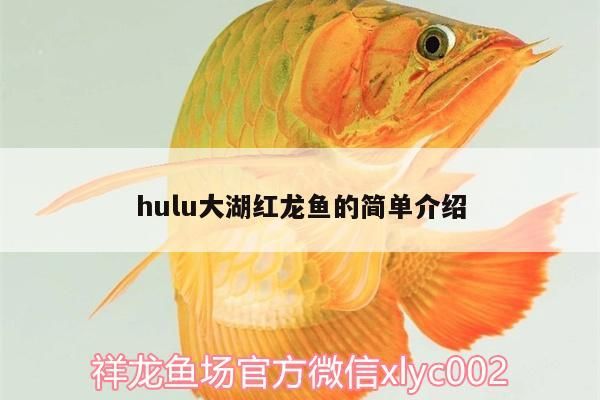 hulu大湖紅龍魚的簡單介紹