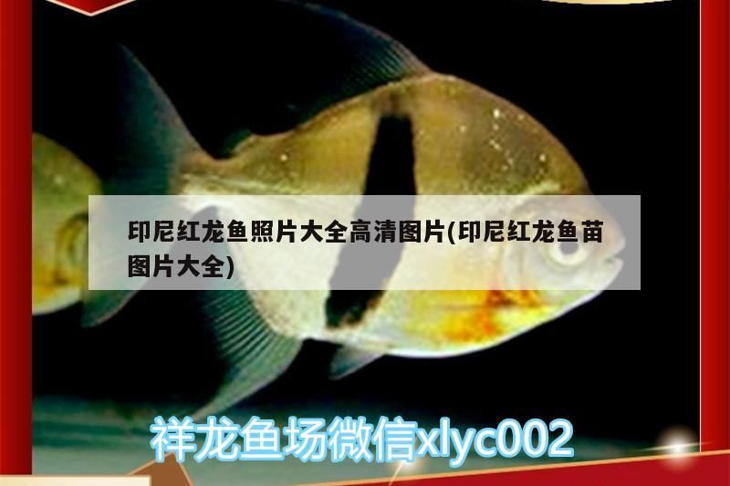 印尼紅龍魚照片大全高清圖片(印尼紅龍魚苗圖片大全) 印尼紅龍魚照片大全高清圖片(印尼紅龍魚苗圖片大全) 紅龍魚百科 第3張