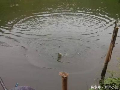 印尼大湖紅龍魚幼魚怎么養殖（關于印尼大湖紅龍魚幼魚的問題）