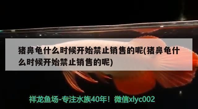 豬鼻龜從什么時候起算保護動物：豬鼻龜國際貿易現狀如何解讀豬鼻龜國際貿易現狀如何