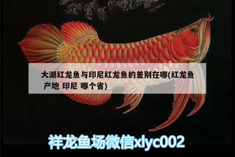 大湖紅龍魚與印尼紅龍魚的差別在哪(紅龍魚產地印尼哪個省)