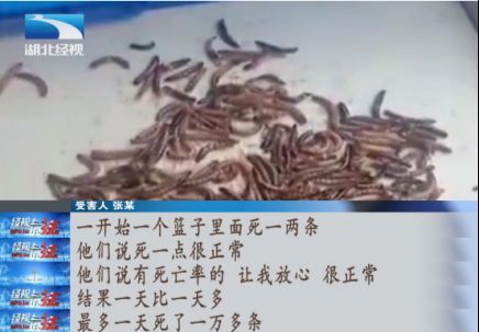 元寶鳳凰吃蛋白蟲嗎：元寶鳳凰的食物種類比較雜，幾乎什么食物都可以吃