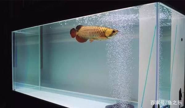 龍魚缸制作，制作龍魚缸的步驟和技巧 龍魚缸制作，制作龍魚缸的步驟和技巧 魚缸百科 第4張