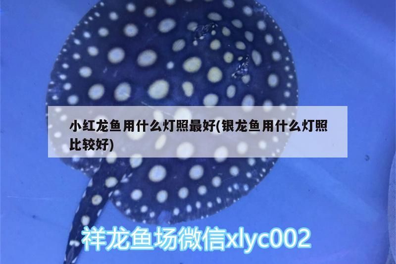 小紅龍魚用什么燈照最好(銀龍魚用什么燈照比較好) 小紅龍魚用什么燈照最好(銀龍魚用什么燈照比較好) 銀龍魚百科 第2張