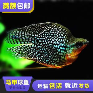 黑金魟魚跟珍珠魟區(qū)別：黑金魟魚和珍珠[需手動(dòng)填充]有什么區(qū)別？