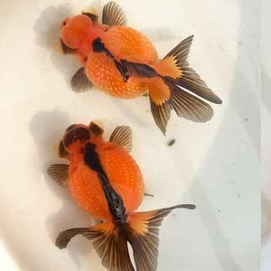 黑金魟魚跟珍珠魟區(qū)別：黑金魟魚和珍珠[需手動(dòng)填充]有什么區(qū)別？