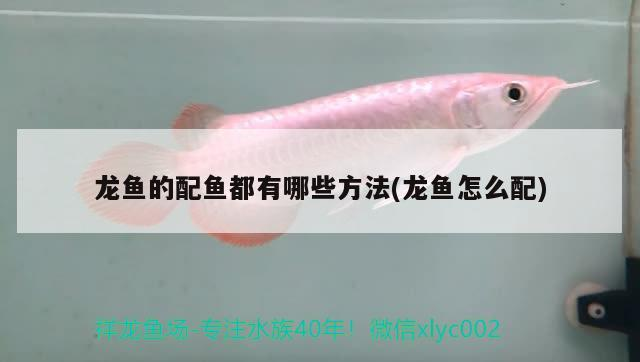 龍魚的配魚都有哪些方法(龍魚怎么配)