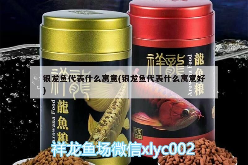銀龍魚代表什么寓意(銀龍魚代表什么寓意好)