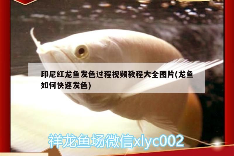 印尼紅龍魚發色過程視頻教程大全圖片(龍魚如何快速發色) 紅龍魚百科 第3張 印尼紅龍魚發色過程視頻教程大全圖片(龍魚如何快速發色) 印尼紅龍魚發色過程視頻教程大全圖片(龍魚如何快速發色) 紅龍魚百科 第3張