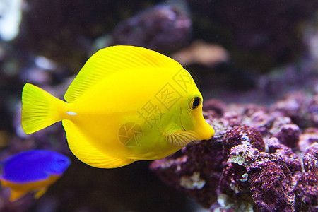 水族館魚類大全名稱圖片大全及價格（水族館中魚類的全稱、圖片以及價格）